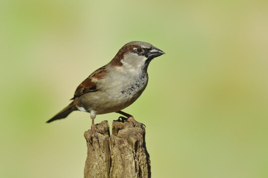 House sparrow (Passer domesticus), male, sitting on a tree stump, Siegerland, North Rhine-Westphalia, Germany