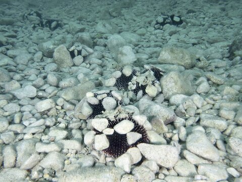 Mehrere Exemplare von Violetter Seeigel (Sphaerechinus granularis) auf einem steinigen Meeresboden verteilt, teilweise mit Steinen bedeckt. Tauchplatz Hausriff, Stoja, Pula, Kroatien, Mittelmeer