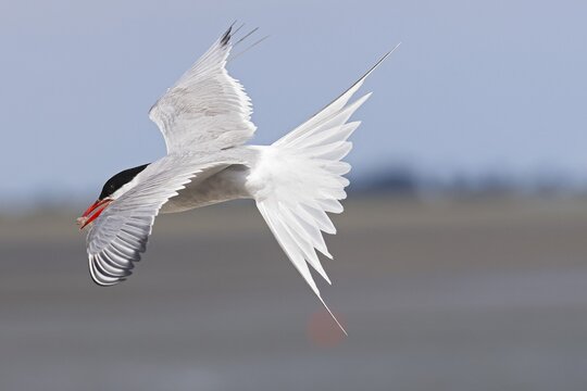 Flying Arctic tern (Sterna paradisaea) with fish in its beak, North Sea coast, Schleswig-Holstein, Germany