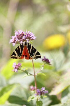 Jersey tiger or Spanish flag (Euplagia quadripunctaria), sucking nectar on Hemp agrimony (Eupatorium cannabinum, in a vineyard, close-up, Moselle valley, Cochem, Rhineland-Palatinate, Germany