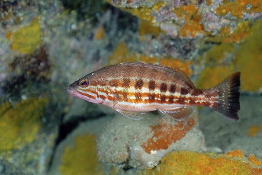 Comber (Serranus cabrilla), El Cabron Marine Reserve Dive Site, Arinaga, Gran Canaria, Spain, Atlantic Ocean