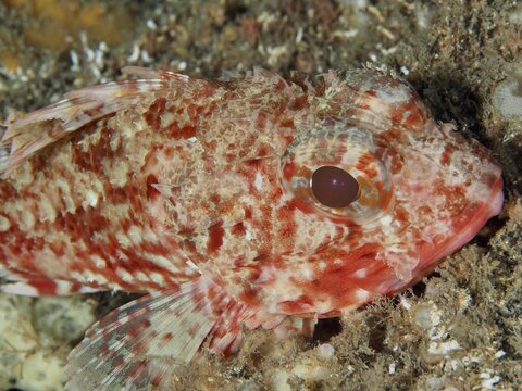 Close-up of the head of a Small red scorpionfish (Scorpaena notata) with accentuated scales and eyes in the Mediterranean Sea near Hy&egrave;res. Dive site Les Grottes, Giens peninsula, Provence Alpes C&ocirc;te d'Azur, France