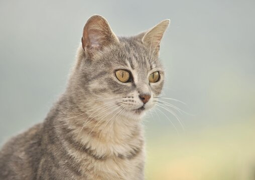 Young grey tabby cat, portrait