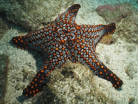 Panamic cushion seastar (Pentaceraster cumingi), Sombrero Reef dive site, Playa Flamingo, Costa Rica, Pacific Ocean
