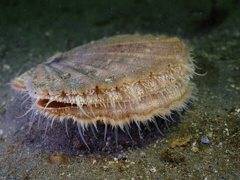 Scallop (Pecten maximus), underwater, dive site Renvyle, Co. Galway, Irish Sea, North Atlantic, Ireland