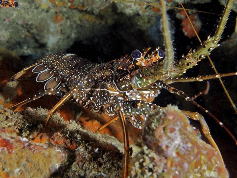 Guinea chick crayfish (Panulirus guttatus), dive site Coral Garden, Puerto Viejo de Talamanca, Limon, Costa Rica, Caribbean, Atlantic, Central America
