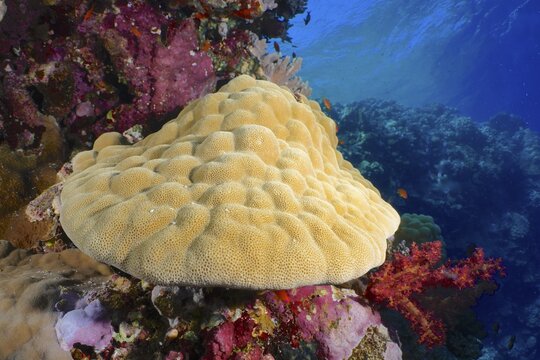Mountain coral (Porites lutea), Elphinstone Reef dive site, Red Sea, Egypt