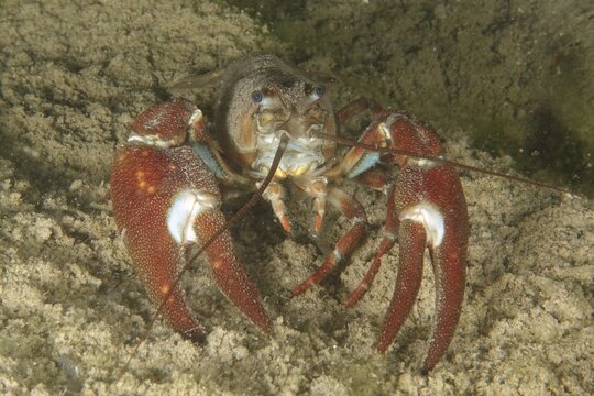 A crayfish with red claws, signal crayfish (Pacifastacus leniusculus), American crayfish, invasive species, moves over sandy ground. Terlinden dive site, K&uuml;snacht, Lake Zurich, Canton Zurich, Switzerland