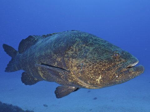 A large fish, atlantic goliath grouper (Epinephelus itajara), swims in the blue ocean. Dive site Bonair, Jupiter, Florida, USA