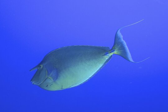 Bluespine unicornfish (Naso unicornis) in front of a solid blue background, exempt. Dive site Ras Mohammed National Park, Sinai, Egypt, Red Sea