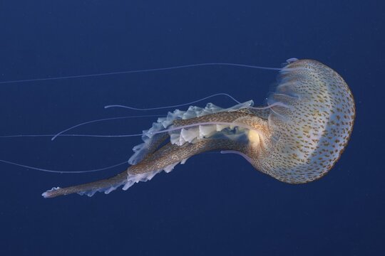 Mauve stinger (Pelagia noctiluca), in the Mediterranean Sea near Hy&egrave;res, solid blue background, releasable. Dive site Giens Peninsula, C&ocirc;te dAzur, France