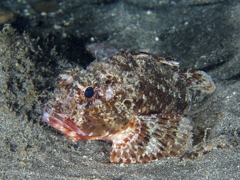 Close-up of a scorpionfish, Black scorpionfish (Scorpaena porcus), on a sandy bottom, well adapted to the environment. Dive site Playa, Los Cristianos, Tenerife, Canary Islands, Spain