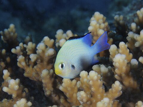 Grey humbug (Dascyllus marginatus) in stone coral (Acropora) . Dive site Mangrove Bay, El Quesir, Egypt, Red Sea