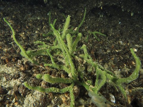 Freshwater sponge (Spongilla lacustris) and quagga mussel (Dreissena rostriformis bugensis), invasive species together on a sandy bottom in an underwater area. Dive site Wildsau, Berlingen, Lake Constance, Switzerland