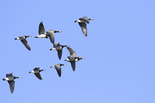 Barnacle geese (Branta leucopsis), flying, flight photo, Bieslicher Insel, Lower Rhine, North Rhine-Westphalia, Germany