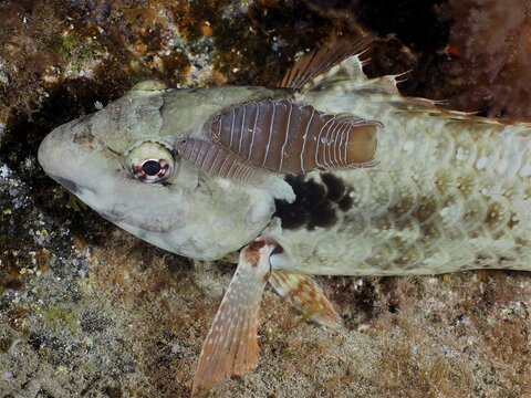 Woodlouse (Anilocra) isopod, parasite, on European mediterranean parrotfish (Sparisoma cretense) . Dive site El Cabron Marine Reserve, Arinaga, Gran Canaria, Spain, Atlantic Ocean