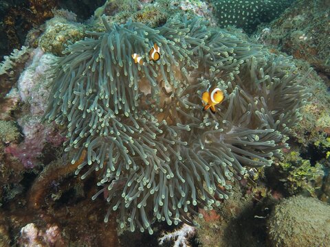 Ocellaris Clownfish (Amphiprion ocellaris), Nemo, cavorting between long tentacles of a giant anemone (Stichodactyla gigantea), dive site Spice Reef, Penyapangan, Bali, Indonesia
