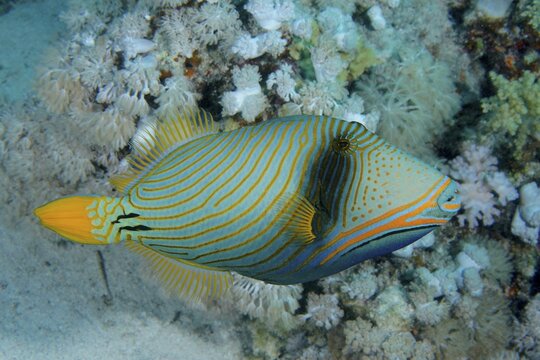 Orange-lined triggerfish (Balistapus undulatus), triggerfish, Dive site House Reef, Mangrove Bay, El Quesir, Red Sea, Egypt