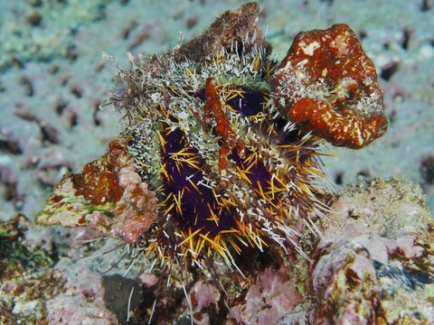 Spiny sea urchin (Tripneustes gratilla) camouflaging itself with orange and colourful objects in a coral reef, dive site Toyapakeh, Nusa Ceningan, Nusa Penida, Bali, Indonesia