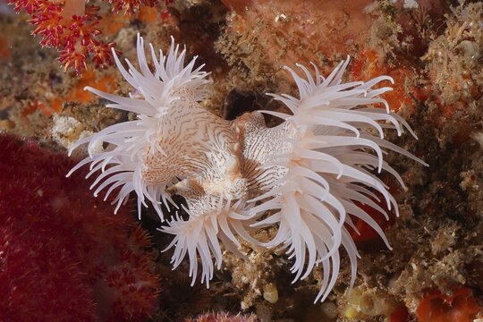 Tiger anemone, gorgonian wrapper (Nemanthus annamensis), Aliwal Shoal dive site, Umkomaas, KwaZulu Natal, South Africa