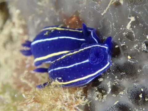 Two bright blue slugs with yellow stripes, Orsini star snail (Felimare orsinii), on a sea sponge in the Mediterranean near Hy&egrave;res, Giens peninsula diving site, Porquerolles, Provence, C&ocirc;te d'Azur, France