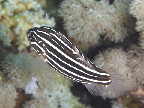 Striped fish, six-striped soapfish (Grammistes sexlineatus), swimming next to a coral reef, dive site House Reef, Mangrove Bay, El Quesir, Red Sea, Egypt