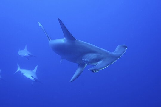 Three scalloped hammerheads (Sphyrna lewini) . Solid blue background. Dive site Daedalus Reef, Egypt, Red Sea