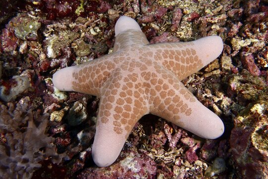 Orange-patterned starfish, granulated roller star (Choriaster granulatus), resting on a coral reef, dive site Toyapakeh, Nusa Ceningan, Nusa Penida, Bali, Indonesia