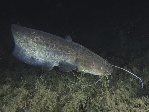 A catfish (Silurus glanis), Waller, swimming at night in a dark underwater environment with algae, dive site Klosterinsel, Rheinau, Canton Zurich, Rhine, High Rhine, Switzerland, Germany
