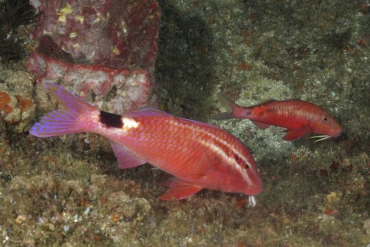 Two spot goatfish (Parupeneus rubescens), Aliwal Shoal dive site, Umkomaas, KwaZulu Natal, South Africa