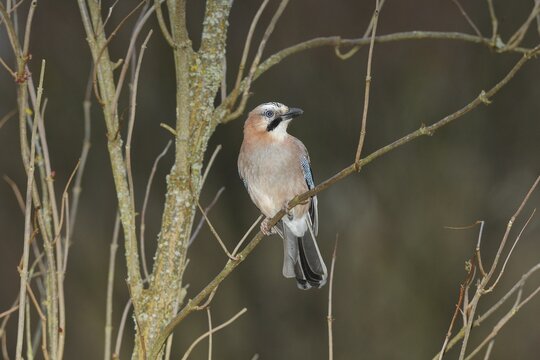Eurasian jay (Garrulus glandarius), sitting in the branches of a bush, North Rhine-Westphalia, Germany