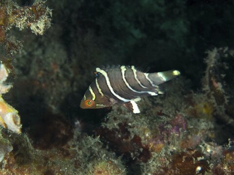 A black and white striped fish, redbreast wrasse (Cheilinus fasciatus) juvenile, swimming among corals in the underwater world, dive site Pidada, Penyapangan, Bali, Indonesia