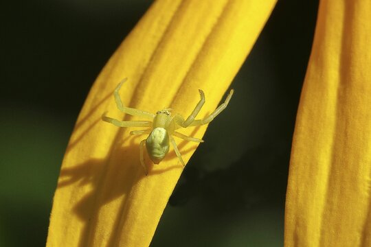 Goldenrod crab spider (Misumena vatia), well camouflaged on a flower of the yellow coneflower (Echinacea paradoxa), Wilnsdorf, North Rhine-Westphalia, Germany