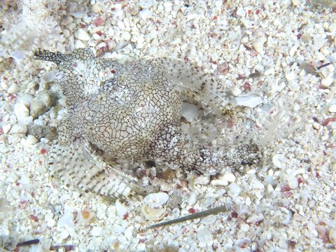 A camouflaged fish, Dwarf Wingfish (Eurypegasus draconis), resting on the coral bottom, barely recognisable, dive site House Reef, Mangrove Bay, El Quesir, Red Sea, Egypt