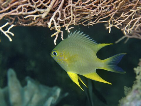 A blue-grey fish with yellow fins, Golden damselfish (Amblyglyphidodon aureus), swimming under corals, dive site Prapat, Penyapangan, Bali, Indonesia