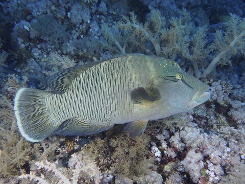 Humphead wrasse (Cheilinus undulatus) . Dive site Daedalus Reef, Red Sea, Egypt