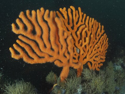 Sinus sea fan (Eunicella tricoronata), sea fan, dive site False Bay, Cape of Good Hope, Cape Town, South Africa