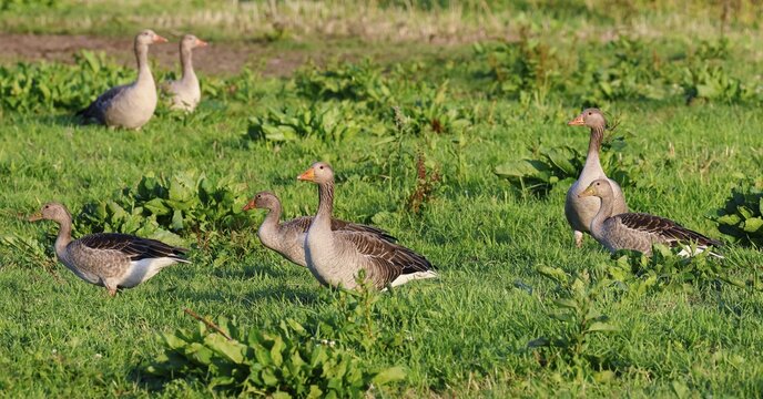 Greylag geese (Anser anser) in a meadow in the evening light, pairs, Wedel, Schleswig-Holstein, Germany