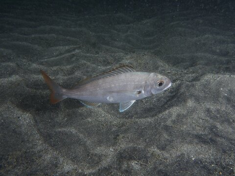 A common pandora (Pagellus erythrinus) swims across a sandy seabed at night. Dive site Playa, Los Cristianos, Tenerife, Canary Islands, Spain