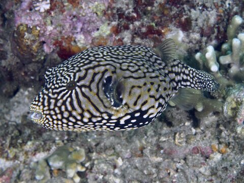 A fish with a complex pattern, map pufferfish (Arothron mappa), swimming over a tropical reef, dive site Spice Reef, Penyapangan, Bali, Indonesia