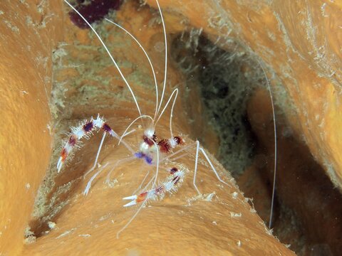 Banded coral shrimp (Stenopus hispidus), cleaner shrimp on orange tube sponge. Dive site John Pennekamp Coral Reef State Park, Key Largo, Florida Keys, Florida, USA