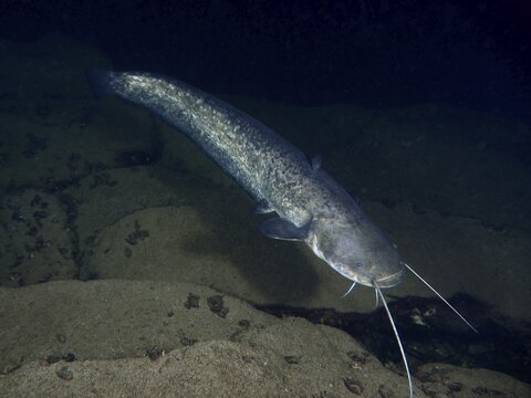 A catfish (Silurus glanis), Waller, swimming calmly in dark water over a sandy bottom, dive site Zollbr&uuml;cke, Rheinau, Canton Zurich, Rhine, High Rhine, Switzerland, Germany