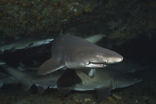 Several sand tiger sharks (Carcharias taurus) in their den. Dive site Protea Banks, Margate, KwaZulu Natal, South Africa
