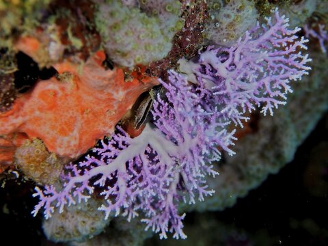 Filigree coral (Stylaster roseus), soft coral, Coral Garden dive site, Puerto Viejo de Talamanca, Limon, Costa Rica, Caribbean, Atlantic Ocean