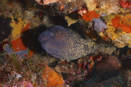 Portrait of mediterranean moray (Muraena helena) in the Mediterranean Sea near Hy&egrave;res, dive site marine reserve Port Cros, Provence Alpes C&ocirc;te d'Azur, France