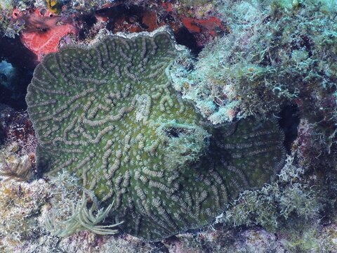 Green cactus coral (Mycetophyllia ferox) with characteristic pattern on a reef, dive site John Pennekamp Coral Reef State Park, Key Largo, Florida Keys, Florida, USA