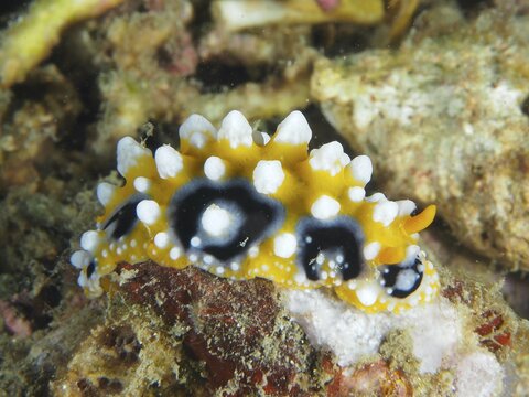 Brightly coloured eyespot wart slug (Phyllidia ocellata) with white-yellow tips on corals, dive site Pidada, Penyapangan, Bali, Indonesia