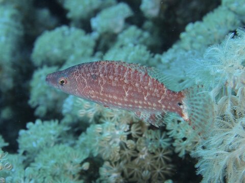 Side stripe wrasse (Oxycheilinus mentalis), wrasse, Dive site House reef Mangrove Bay, El Quesir, Egypt, Red Sea