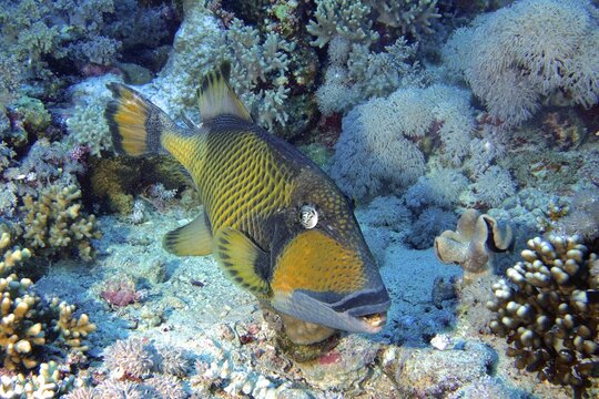 Titan triggerfish (Balistoides Viridescens), Elphinstone Reef dive site, Red Sea, Egypt