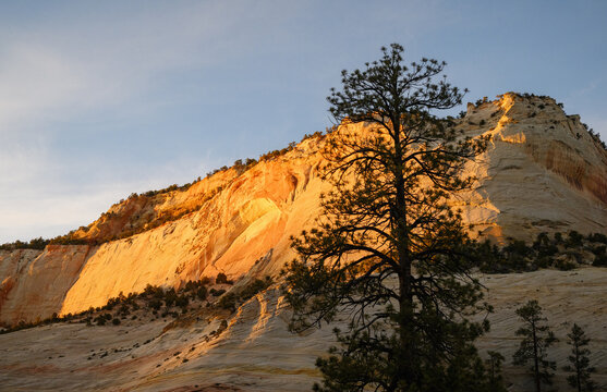 Sandstone cliffs in Zion National Park at sunset. A towering coniferous tree in the foreground. Utah. USA.
